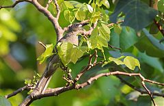 White-gaped Honeyeater